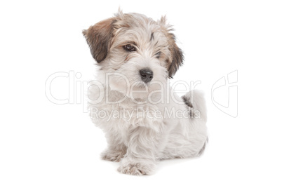 mix Maltese Puppy dog