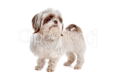 shih tzu