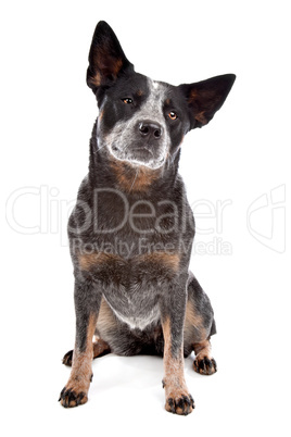 Australian Cattle Dog