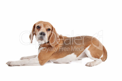 Beagle