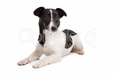 Jack Russel Terrier