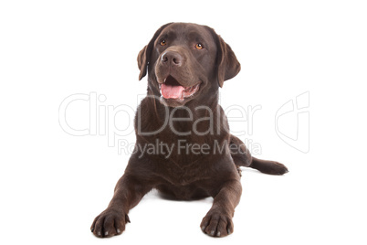 Chocolate Labrador