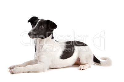 Jack Russel Terrier