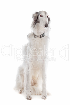 Silken windhound