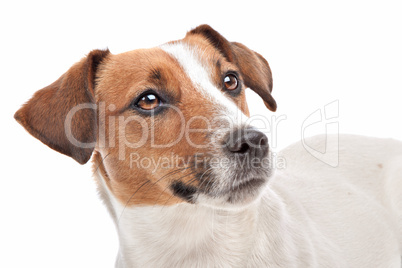 Jack Russel Terrier