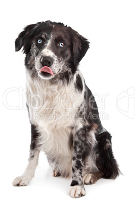 Australian Shepherd