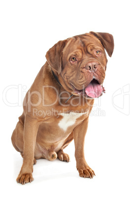 Dogue de Bordeaux