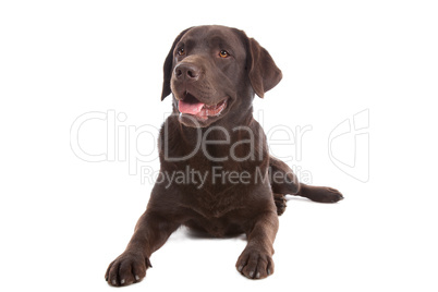 Chocolate Labrador