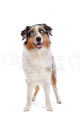 Australian Shepherd