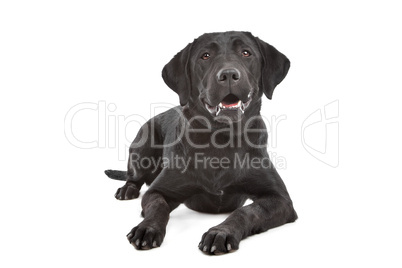 Black Labrador