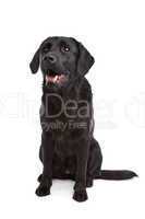 cross breed dog of a Labrador and a Flat-Coated Retriever