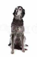 Silken windhound