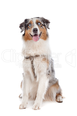 Australian Shepherd