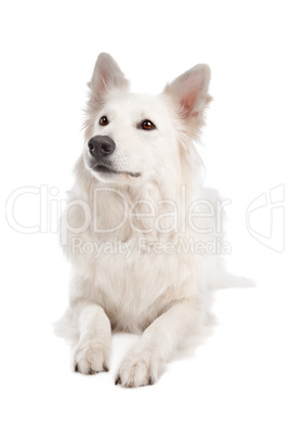 White Shepherd Dog