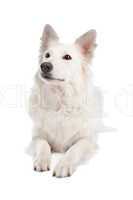 White Shepherd Dog