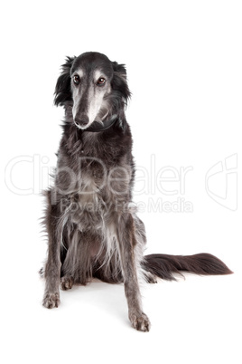 Silken windhound