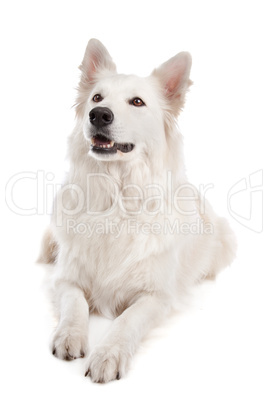 White Shepherd Dog