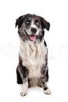 Australian Shepherd