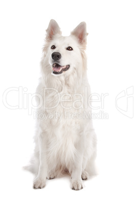 White Shepherd Dog