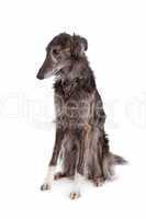 Silken windhound