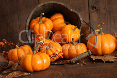 Wooden bucket filled with tiny pumpkins