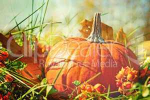 Pumpkin in the grass with vintage color feeling