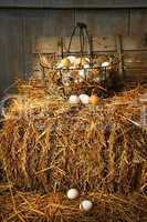 Basket of freshly laid  eggs lying on straw