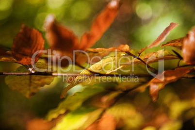 Herbstlaub