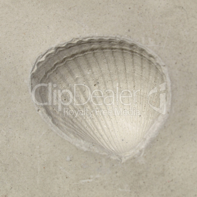 Shell fossil