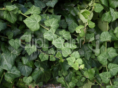 Ivy picture