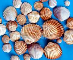 Shells picture