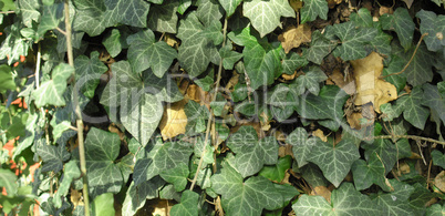 Ivy picture