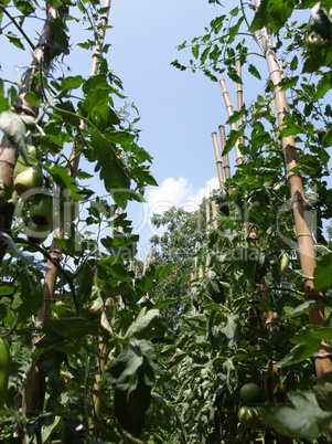 Tomato plants