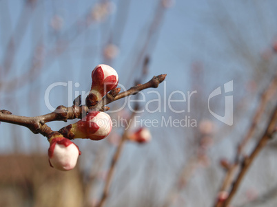 Peach tree flower