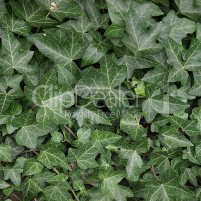 Ivy picture