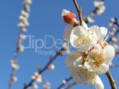 Fruit tree flowers