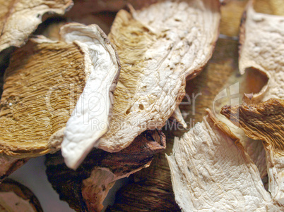 Mushrooms picture