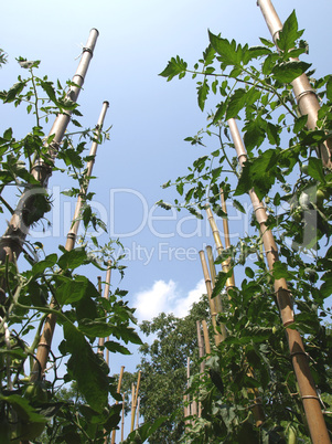 Tomato plants