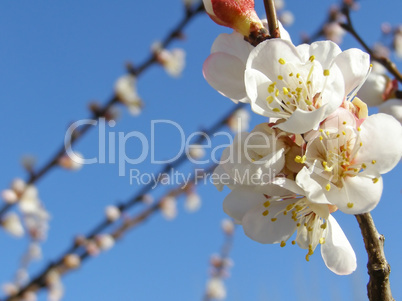 Fruit tree flowers