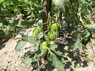 Tomato plants