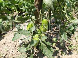 Tomato plants