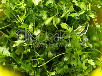 Parsley