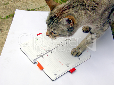 Cat reading notekeeper