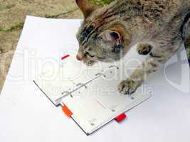 Cat reading notekeeper