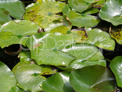 Water lily Nimphaea