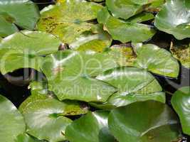 Water lily Nimphaea