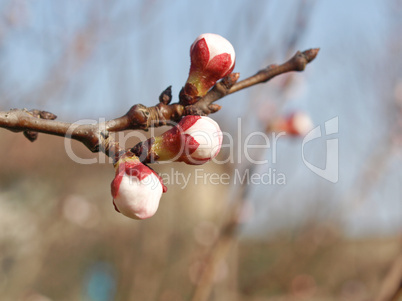 Peach tree flower