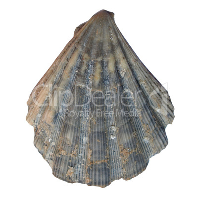 Shell picture