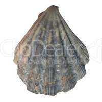 Shell picture