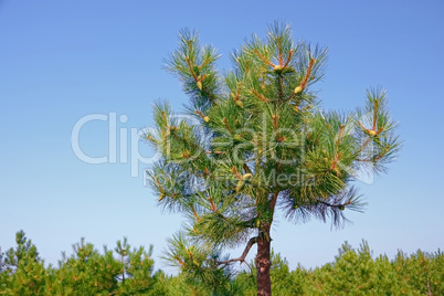 Top of pine tree